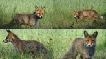 polujca lisica