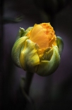 . . . wiosennie z ogrdka - tulipan lodowy