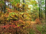 Rne barwy jesieni