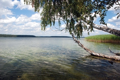 Jezioro Wigry - grupa zwieszajcych si brzóz przy pónocnym kracu wyspy Ordów. Za drzewami widoczna ogromna przestrze Plosu Bryzglowskiego. Wigierski Park Narodowy