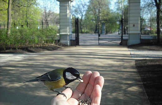 Warszawa. W azienkach o poranku.