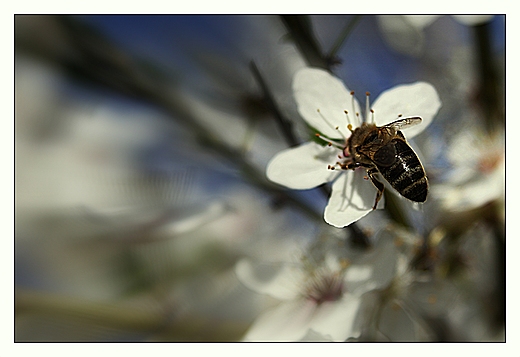 Pszczoa miodna Apis mellifera