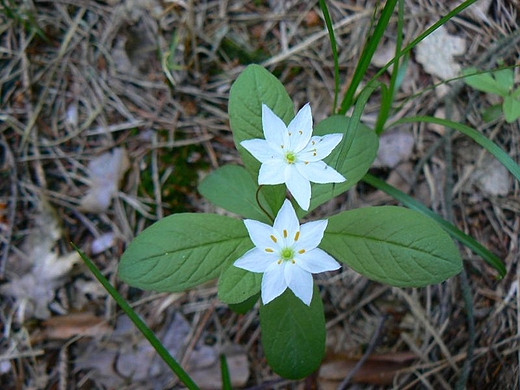 Sidmaczek leny.