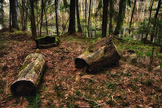 Wigierski Park Narodowy