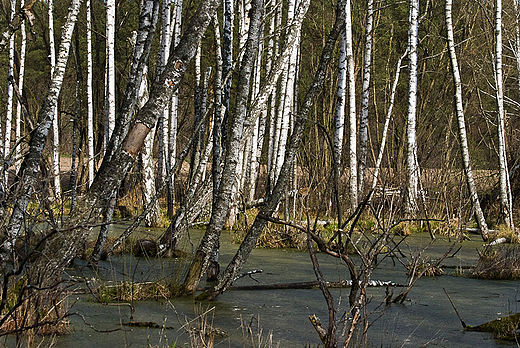 Wigierski Park Narodowy