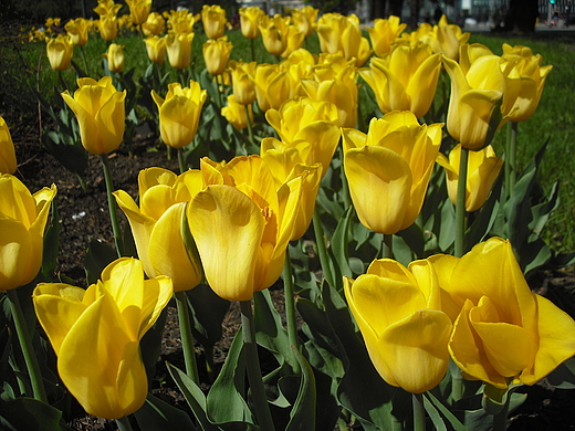 Warszawa. Tulipany na Placu Maachowskiego.