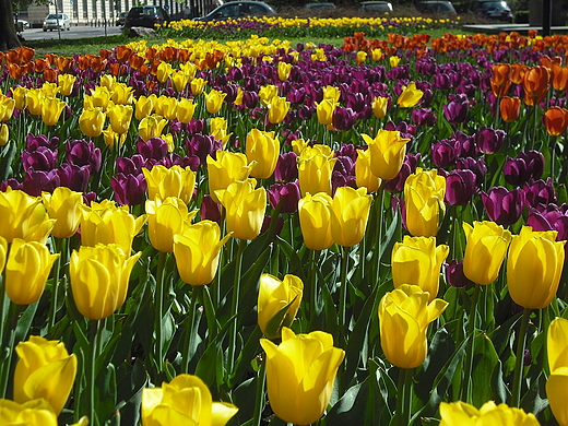 Warszawa. Tulipany na Placu Maachowskiego.