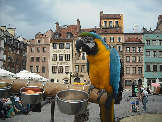 Warszawa. Na Rynku Starego Miasta.