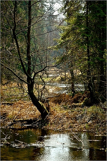 Wigierski Park Narodowy - rzeka Kamionka.