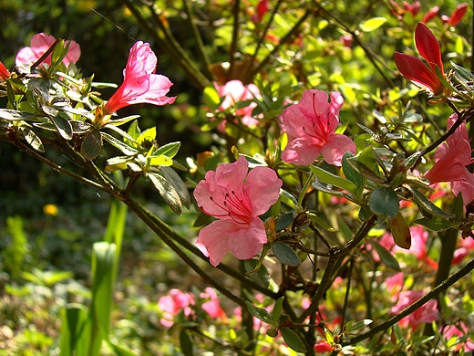 Arboretum Krnickie