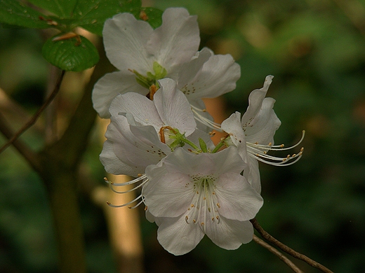 Arboretum Krnickie