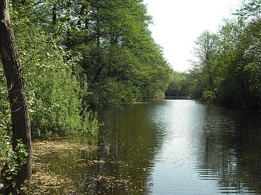 Warszawa. Opuszczony Fort Szczliwicki. Fosa.