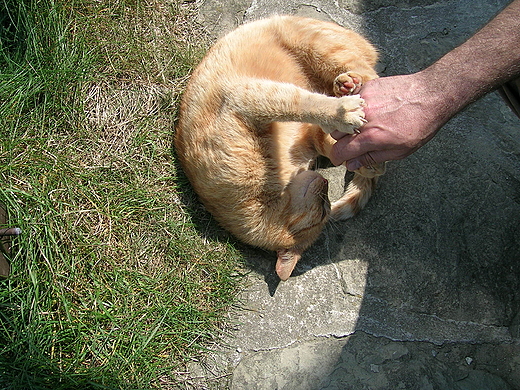 Rudasek, psotnik