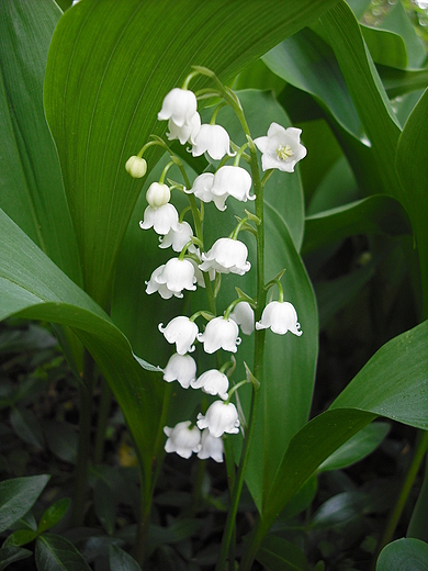 Warszawa. Konwalia majowa w Ogrodzie Botanicznym.