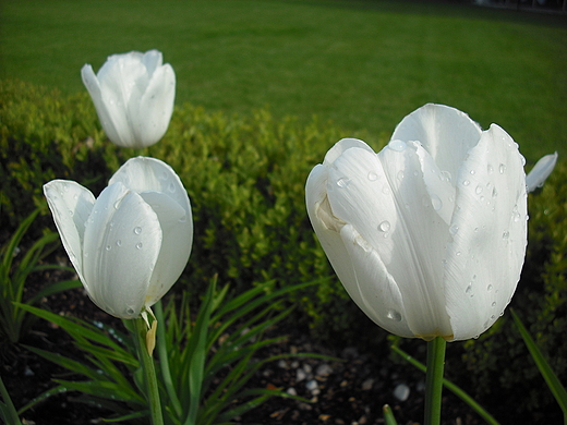 Warszawa. Tulipany w azienkach.