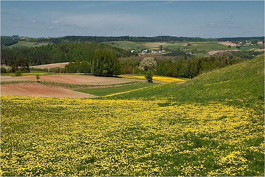 Suwalski Park Krajobrazowy w odcieniach zota i zieleni.