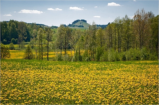 Suwalski Park Krajobrazowy w odcieniach zota i zieleni.