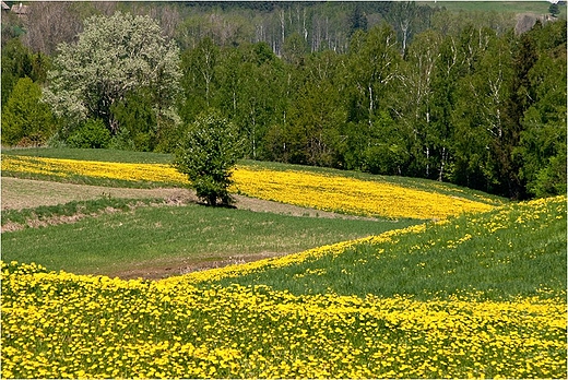 Suwalski Park Krajobrazowy w odcieniach zota i zieleni.