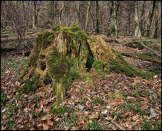 Puszcza Darlubska