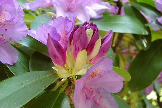 Rododendron 1