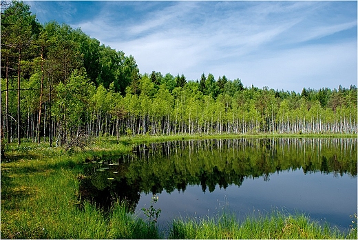 Suchar w Wigierskim Parku Narodowym.