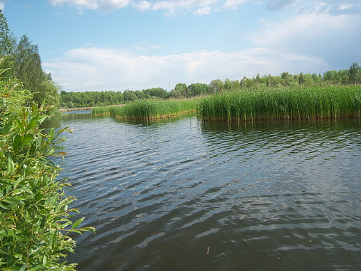 Stawiki na Borkach