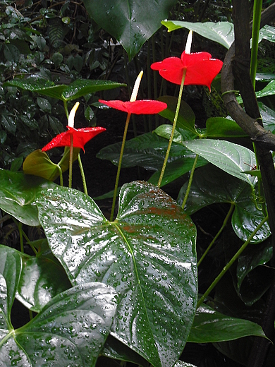 Warszawa. Anturium w Ogrodzie Botanicznym.