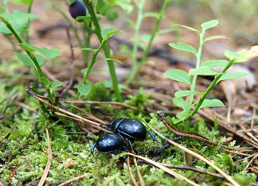 spotkanie pod jagodnikiem,uk leny