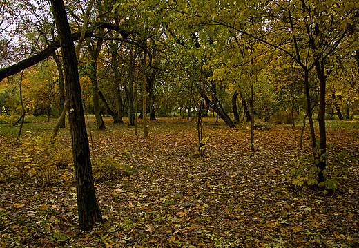 Stary park przy dworze szlacheckim. cko