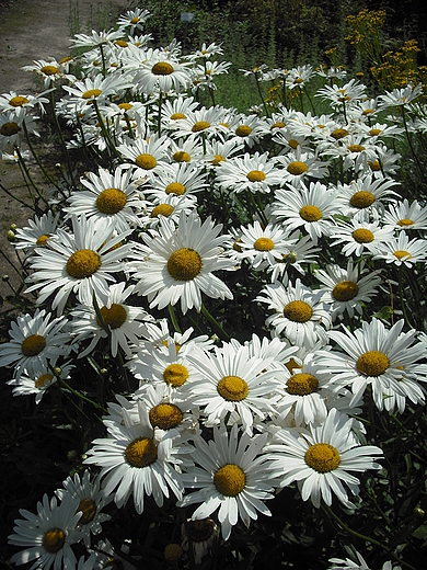 Warszawa. Kwiaty w lipcowym Ogrodzie Botanicznym.