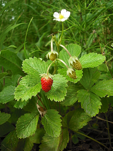 Rowerem po okolicach Pomiechwka. Poziomka lena.