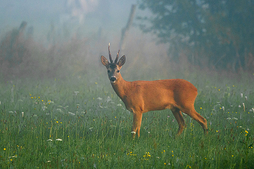 Czas sarenek.