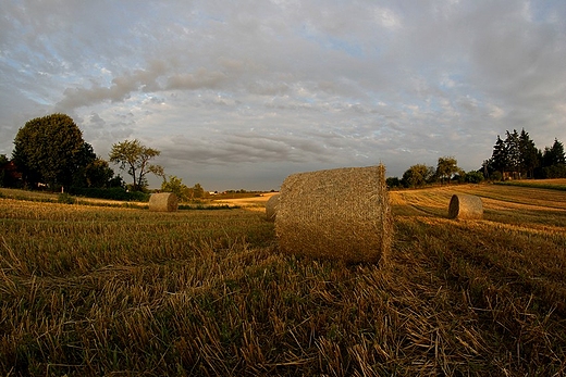 Krajobraz poniwny