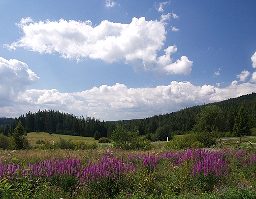 Orawskie klimaty pod Zubrzyc Grn.