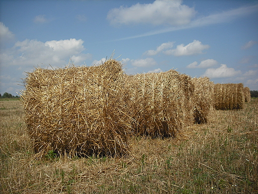 Szczypiorno. Po niwach.