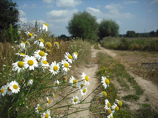 Szczypiorno. Droga polna.