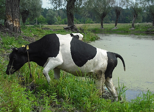 Szczypiorno. Nad stawem.