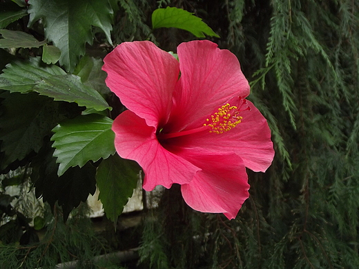 Hibiskus