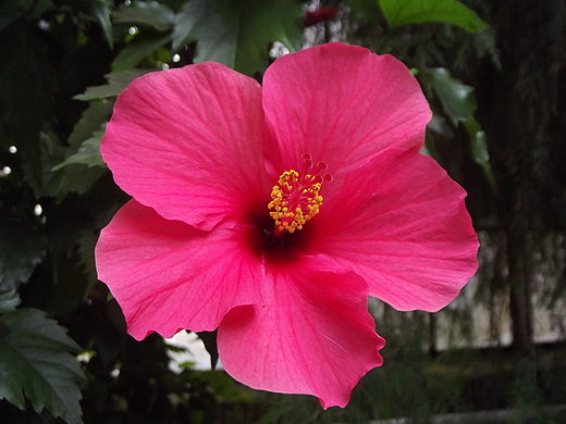 Hibiskus