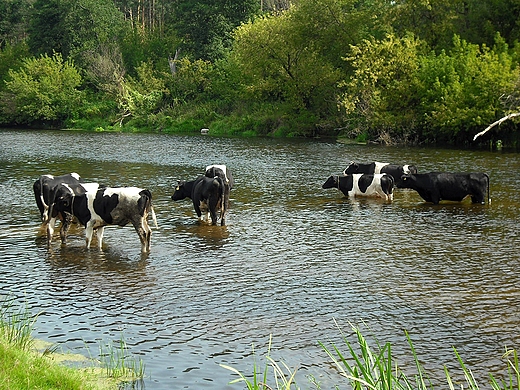 Szczypiorno. Gorco nad Wkr.