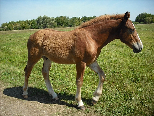 Pomiechowo. W drodze na pastwisko.