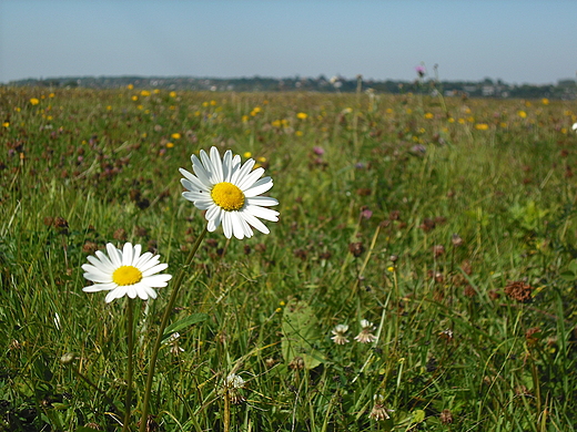 Pomiechowo. ki nad Narwi.