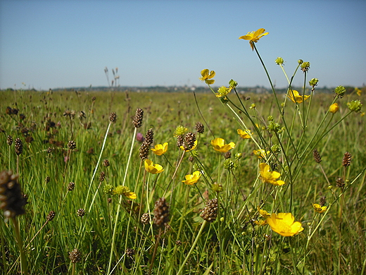 Pomiechowo. ki nad Narwi.