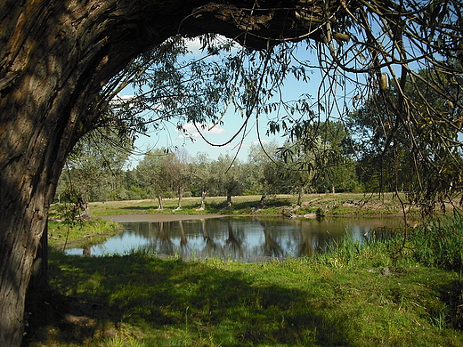 Szczypiorno. Mazowiecki krajobraz.