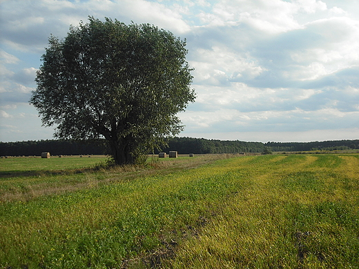 Szczypiorno. Sierpniowe pola.