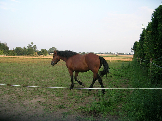 Konik na wybiegu.