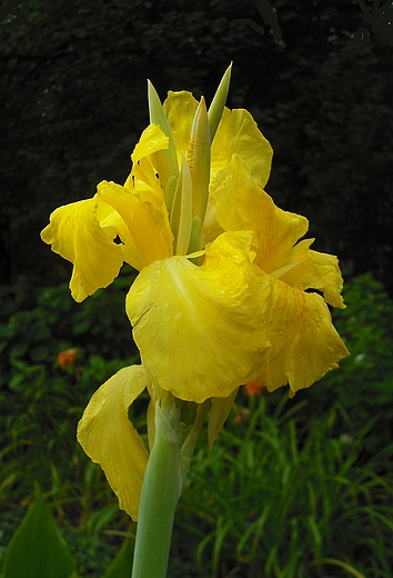 Warszawa. Kwiaty w sierpniowym Ogrodzie Botanicznym.