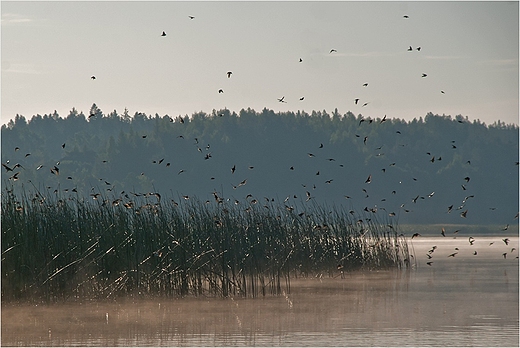 Jasklki nad Jeziorem Wigry.