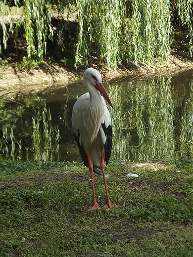 LSKIE ZOO - PTAKI