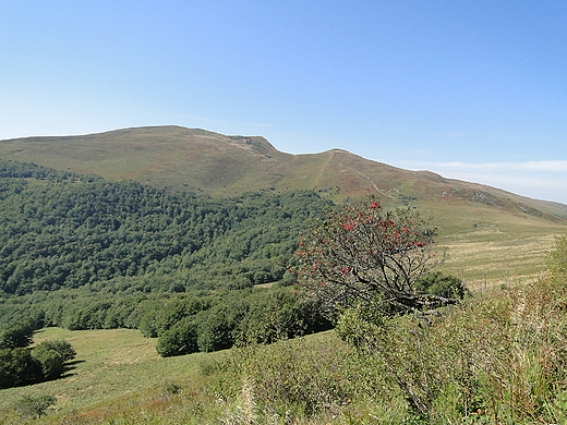 Tarnica